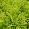 Tanacetum vulgare 'Isla Gold'